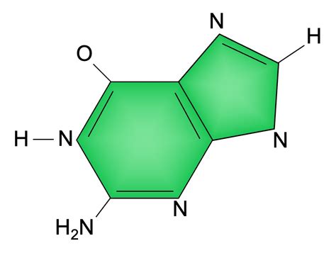 Base Sequence