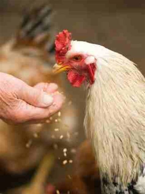 Poultry Farming