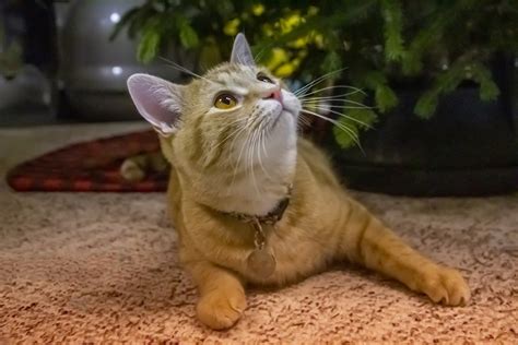 Domestic Shorthair Cat Facts | ASPCA Pet Health Insurance