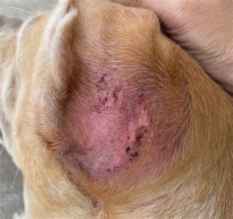 12 Pictures of Folliculitis in Dogs With Veterinarian Info