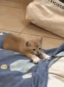 Mimi Sleepy Kitten GIF - Mimi Sleepy Kitten - Discover & Share GIFs