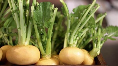 Turnip Varieties: Choose The Taste And Color - Best Landscape Ideas