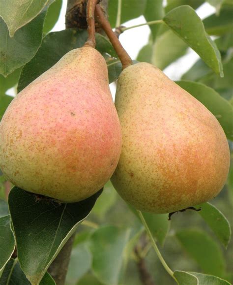 European Pear Trees — Raintree Nursery