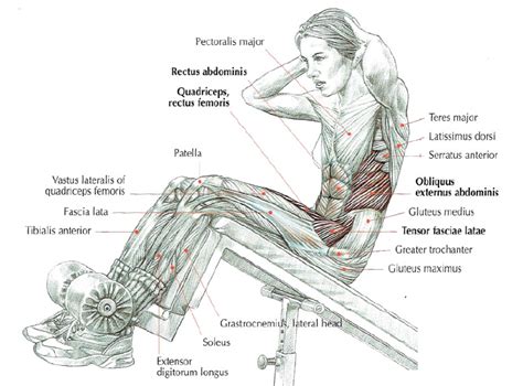 Incline Bench Sit-Ups • THE stephane ANDRE