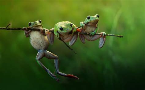 Three Frogs on a Branch 1680 x 1050 widescreen Wallpaper