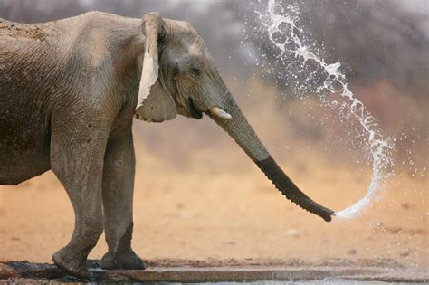 Elephant, African - Trunk - Fascinating Africa