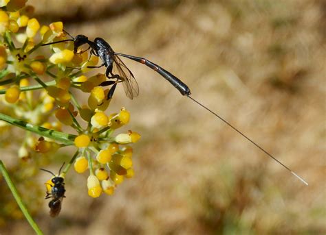 78 Amazing Ichneumon Wasp In House Uk - insectza