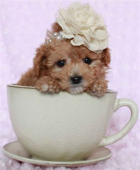 How Much Does A Teacup Maltipoo Cost