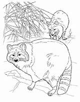 Free Printable Raccoon Coloring Pages For Kids sketch template