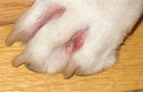 My dog (Boxer) has large blister looking places between his toes on a couple of his paws. What ...