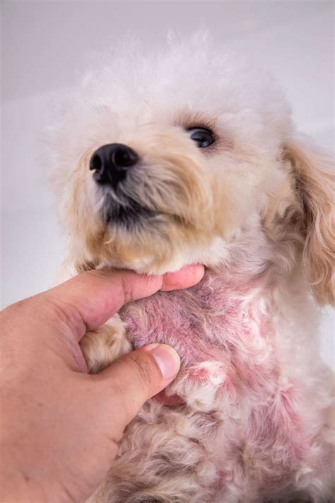 Common Skin Problems in Dogs
