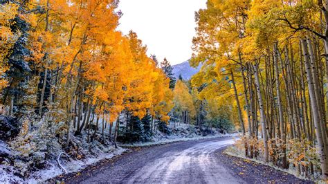 Mountain Aspen Forest Colorado Autumn Landscape Wallpapers - Wallpaper Cave