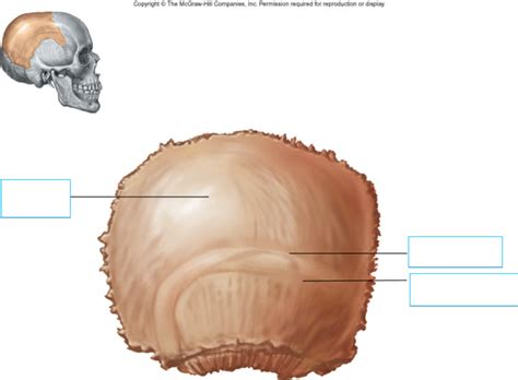 Parietal Bone Lateral View Diagram | Quizlet