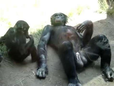 Funny Monkey Balls - YouTube