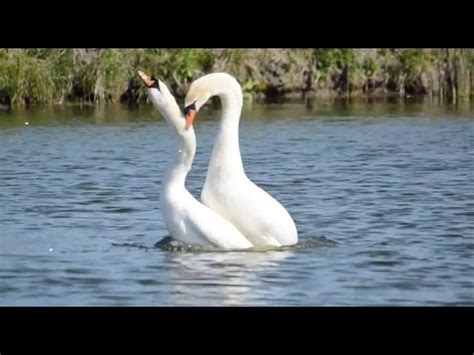 Mute Swans Mating - YouTube