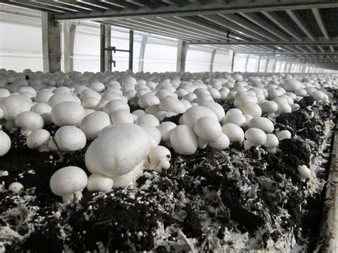 European mushroom innovation tour of single layer production technology ...