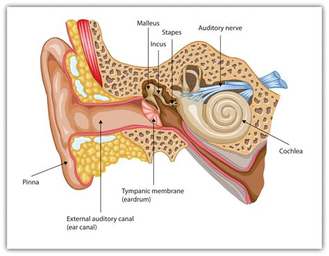 25 Days of Skeletal Facts: Day 19 – The Ear Ossicles – GRAVE THOUGHTS