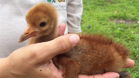 Raising Endangered Whooping Crane Chicks - YouTube