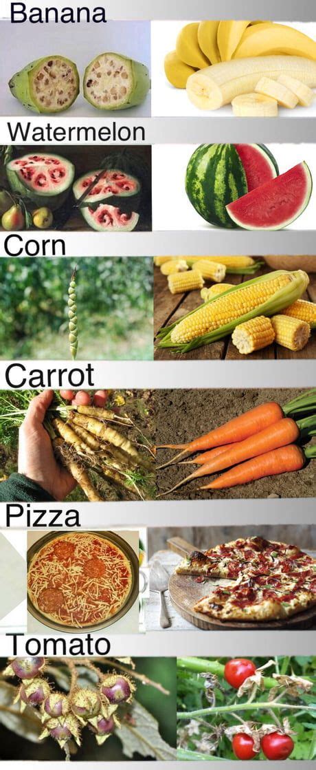 Fruit before and after selective breeding. | reacle.com | Humor