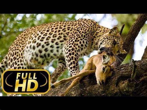 Timbavati: An Epic Cat Story. Tender Killers / FULL HD - Documentaries ...