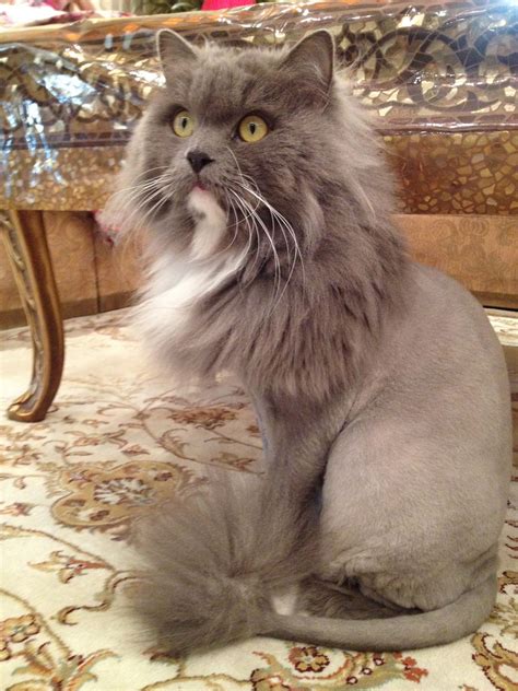 SMOKEY. MY TURKISH ANGORA | Persian cat, Cats, Cat groomer