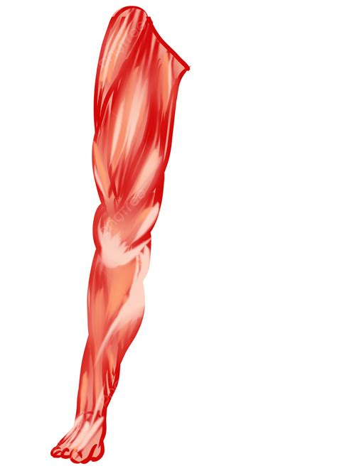 Leg Muscles Clipart Transparent Png Hd Cartoon Muscle Leg Clipart | The Best Porn Website