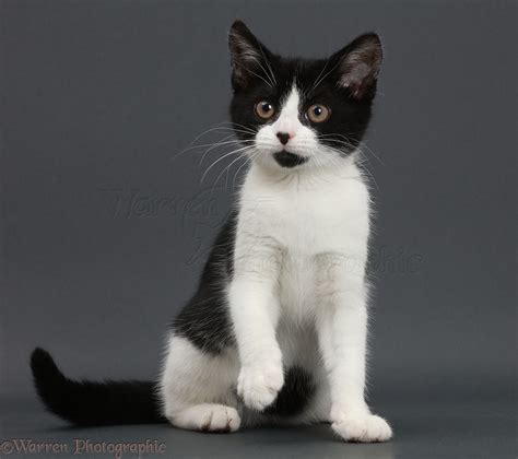 Black-and-white kitten on grey background photo WP42692