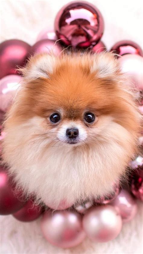 Pomeranian Dog wallpaper for Android - Download