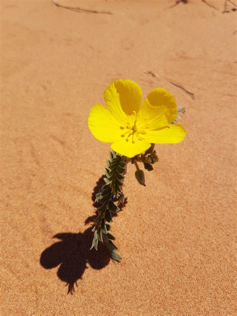 A desert flower out in the Australian outback. : r/pics