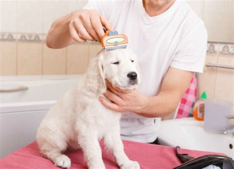 The Benefits and Importance of Regular Pet Grooming - Worlds biggest ...