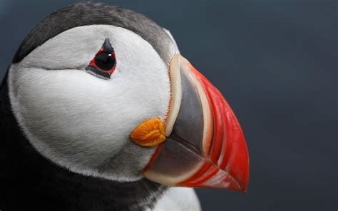 Puffin Picture - Image Abyss