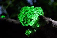 List of bioluminescent organisms - Wikipedia