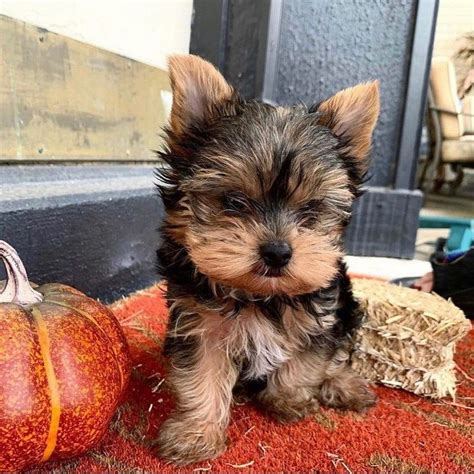 Yorkie Terrier Puppy For Sale Near Me - These are real teacup Yorkie. Top quality males and fema ...