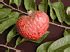 Annona reticulata Seeds, Netted Custard Apple Seeds, Bullock's Heart Seeds, Red Custard Apple ...