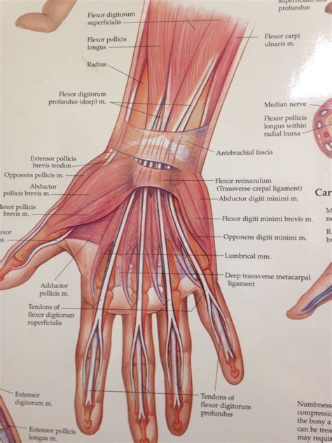 Pin op Anatomy Hand