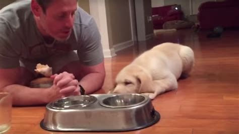 This Dog Praying With His Owner Before Dinner Is The Cutest | HuffPost UK Life