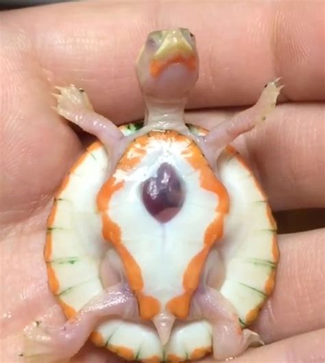 Baby Albino Turtle Born With Her Heart Beating Outside of Her Shell ...