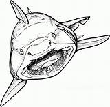 Coloring Free Sharks Printable Two Basking With  sketch template
