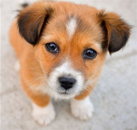 a brown and white puppy standing on top of a cement floor