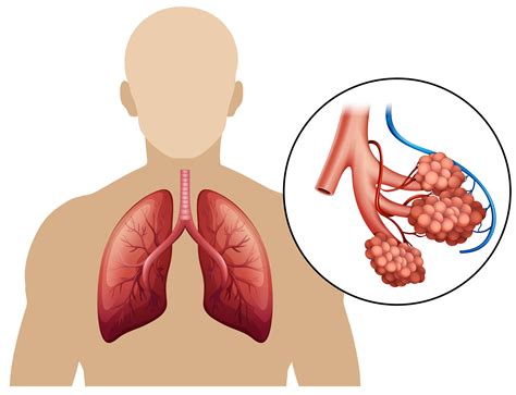 [DIAGRAM] Ventilation Diagram Lungs - MYDIAGRAM.ONLINE