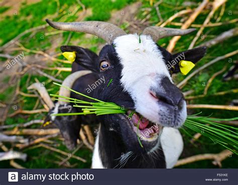 Goat eating grass Stock Photo - Alamy