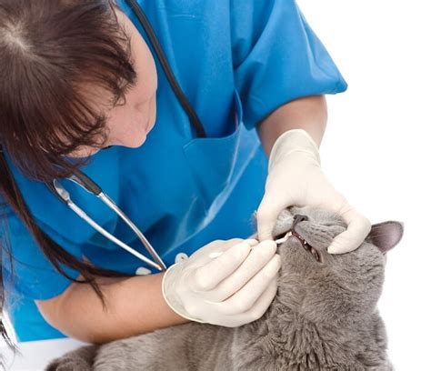 Cat Teeth Cleaning Tips & Advice (Written By a Vet) - All About Cats