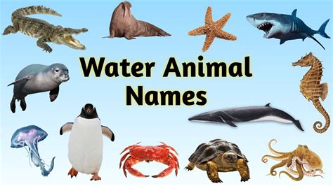 Learn Sea Animals Names | Water Animals Names - YouTube