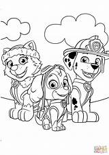 Paw Patrol Zuma Coloring Pages At GetColoringscom  Free Printable sketch template