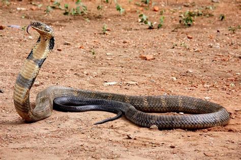 Black Mamba vs. King Cobra: What’s the Difference? - A-Z Animals