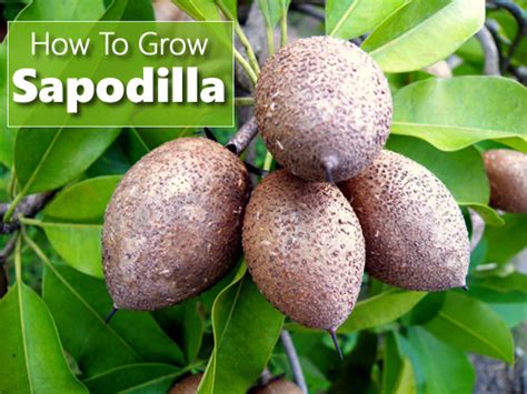 How To Grow Sapodilla From Seed