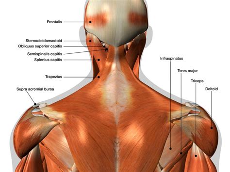 Shoulder Anatomy Nerves