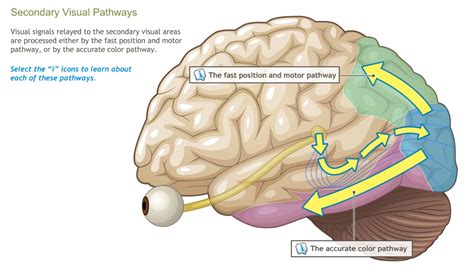 Understanding the Anatomy of the Visual System-A.D.A.M. OnDemand