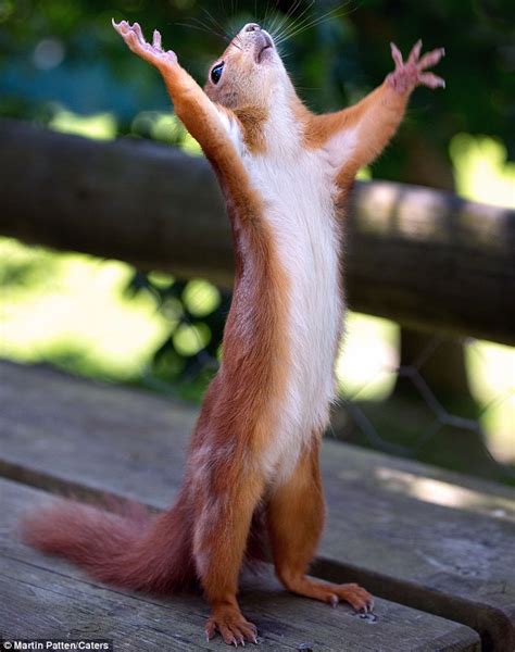 squirrel hands up Blank Template - Imgflip