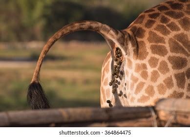 12 Giraffe poo 图片、库存照片和矢量图 | Shutterstock